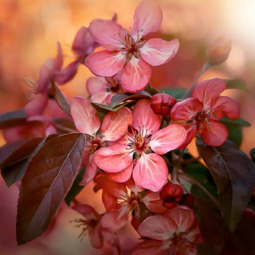 بزی لی اومده آبولو سلام آبولو چرا شاخ شدن گاگولا برام گاگولا